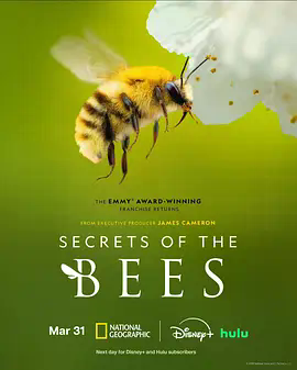 蜜蜂的秘密